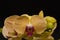 Yellow with pink striped orchid on black background