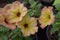 Yellow Pink tipped Petunia flowers