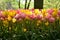 Yellow and pink Tulipa gesneria blooming in Keukenhof gardens