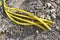 Yellow pipes for electric cables or water sticking from the ground at construction site