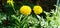 A yellow pistil and double yellow flowers on green leaves