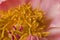 Yellow pistils in bloom on a pink petal peony flower macro still