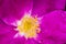 Yellow pistils in pink flowers