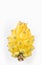 Yellow pitahaya or dragon fruit on white background - Selenicereus megalanthus