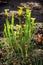 Yellow pitcher plant (Sarracenia flava)