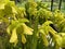 Yellow pitcherplant / Sarracenia flava / Yellow pitcher plants, Gelbe Schlauchpflanze or Planta carnÃ­vora amarilla