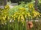 Yellow pitcherplant / Sarracenia flava / Yellow pitcher plants, Gelbe Schlauchpflanze or Planta carnÃ­vora amarilla