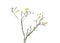 Yellow Pityopsis wildflower on white
