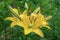 Yellow Planet Lily Lilium - variety is a tubular hybrid of lilies, a genus of plants of the Liliaceae family. Perennial herbs,