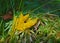 A yellow plasmodium of a slime mold on a grass