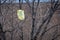 Yellow plastic bag caught in tree branches waving in the wind, Bronx, New York City, NY