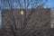 Yellow plastic bag caught in tree branches waving in the wind, Bronx, New York City, NY