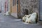 Yellow plastic sacks containing plastic garbage piled up near front-doors on sidewalk of street for waste collection in old town