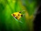 Yellow platinum angelfish Pterophyllum scalare isolated in tank fish with blurred background