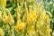 Yellow plumed celusia