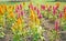 Yellow Plumed Celusia Flowers