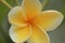 Yellow Plumeria Alba in garden