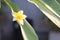 Yellow Plumeria bloom single