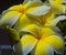 Yellow Plumeria blossoms