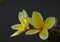Yellow plumeria flowers in low light isolated against dark background