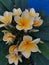 Yellow plumeria flowers, part buds and part blooms.