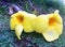 Yellow plumeria frangipani flowers in Hawaii