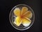 Yellow Plumeria kamboja frangipani tropical flower inside a transparent glass cup with black background