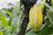 Yellow pod of Arriba cacao in Ecuador