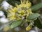 Yellow Pohutakawa flowers