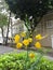 Yellow Poinciana Dwarf Poinciana Flower Rio de Janeiro Brazil