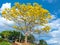 Yellow poinciana tree blooms brilliantly on the hill