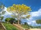 Yellow poinciana tree blooms brilliantly on the hill