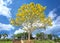 Yellow poinciana tree blooms brilliantly on the hill