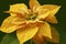 Yellow Poinsettia Blossom