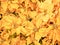 Yellow Poinsettia flowers.