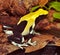 Yellow poison dart frog