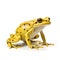 Yellow poison dart frog isolated on white background with shadow