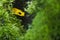Yellow poison frog looks cautiously from the shelter of the moss. Golden poison frog