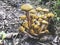 Yellow poisonous mushrooms in the wild forest