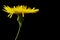 Yellow poisonous wildflower on black as sonchus arvensis