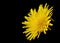 Yellow poisonous wildflower on black as sonchus arvensis