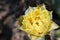 Yellow Pollen filled Flowers from a Prickly Pear Cactus