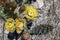 Yellow Pollen filled Flowers from a Prickly Pear Cactus