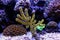 Yellow Polyp Gorgonian coral