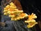 Yellow Polypore Fungus on a Tree