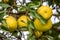 Yellow pomelo fruits hanging in a tree