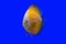 Yellow pompadour or Discus fish