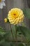 Yellow Pompom Dahlia flower close up. Growing flowers in garden