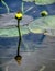 Yellow pond lily