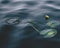 Yellow Pond Lily On A Calm Lake With Smooth Ripples of Water